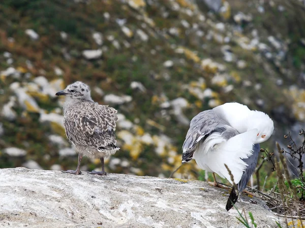 Gull chicks on Cies Islands in Atlantic, Spain — Stock Photo, Image