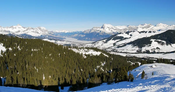 Jodła Las na Alp — Zdjęcie stockowe