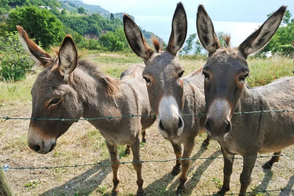 在意大利的农场里的三个驴 — 图库照片