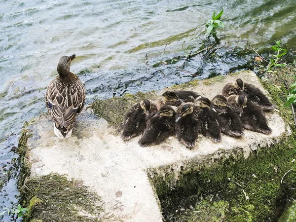 Pato com patinhos no lago — Fotografia de Stock