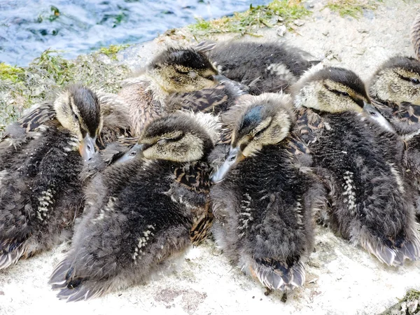 Several wild ducklings — Stock Photo, Image