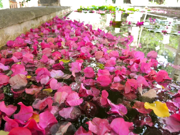 Много розовых лепестков цветов, плавающих в воде — стоковое фото