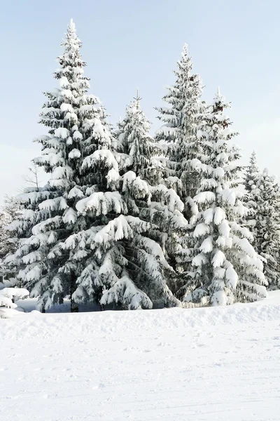 Abeto cubierto de nieve en la zona Via Lattea, Italia —  Fotos de Stock