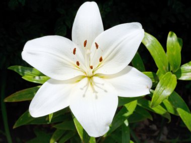 beyaz çiçek görünümünü lilium kapatmak açık havada