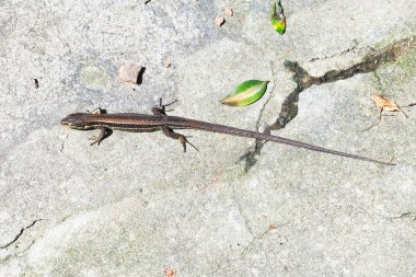 Rock gerçek kertenkele lacerta taş