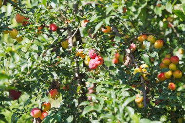 olgun erik ağacı dalları üzerinde