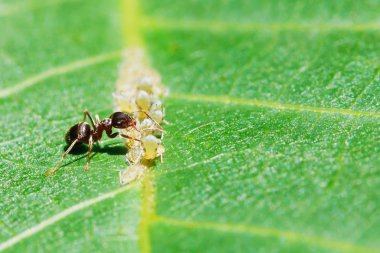 karınca honeydew yaprağına yaprak biti sürüden toplar