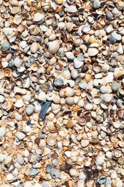 kum ve seashelsa - doku Azak Denizi Beach Tatil Köyü Golubickaya, Taman Yarımadası, Rusya yakın