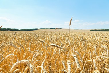 kulak olgun buğday alan üzerinde