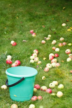 kova içinde meyve meyve olgun elma toplama