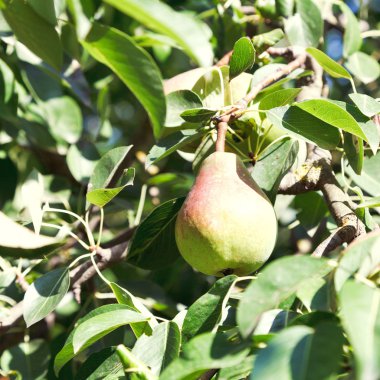 olgun armut ağacının yaprakları