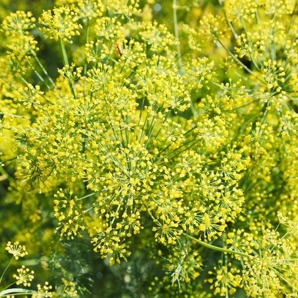 Above view of yellow flowers on blooming dill — Stock Photo, Image