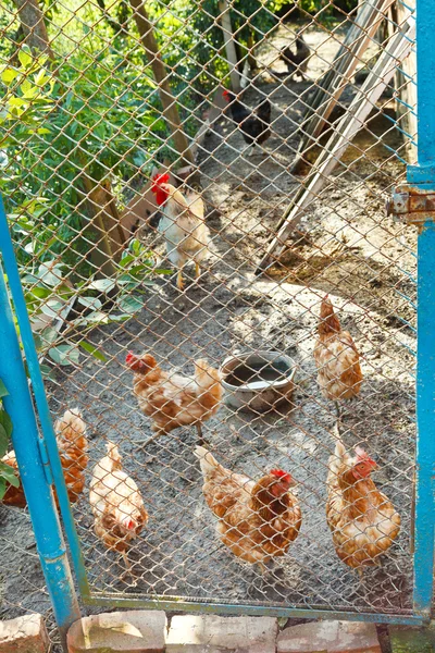 Polla y gallinas en corral — Foto de Stock