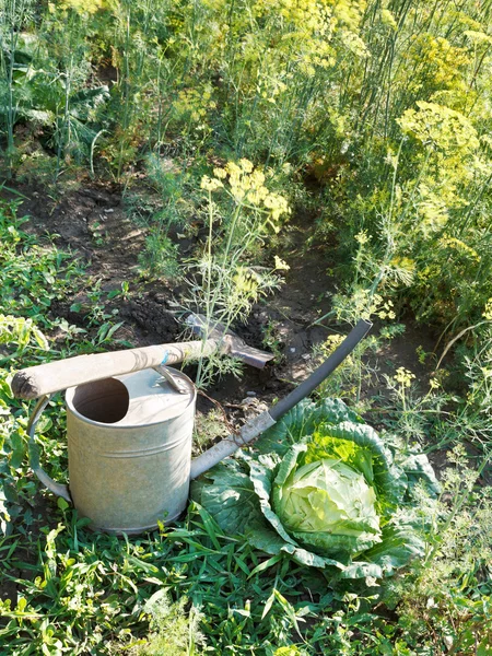 Shovel, watering can and cabbage in garden — Stock Photo, Image