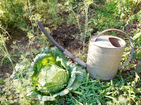 Konewka i kapusta w ogrodzie — Zdjęcie stockowe