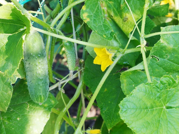 Gelbe Blume und grüne Gurke im Garten — Stockfoto