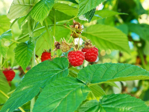 Red raspberry berries in green leaves in garden — Stock Photo, Image