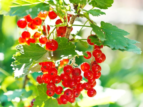 Bund rote Johannisbeeren aus nächster Nähe — Stockfoto