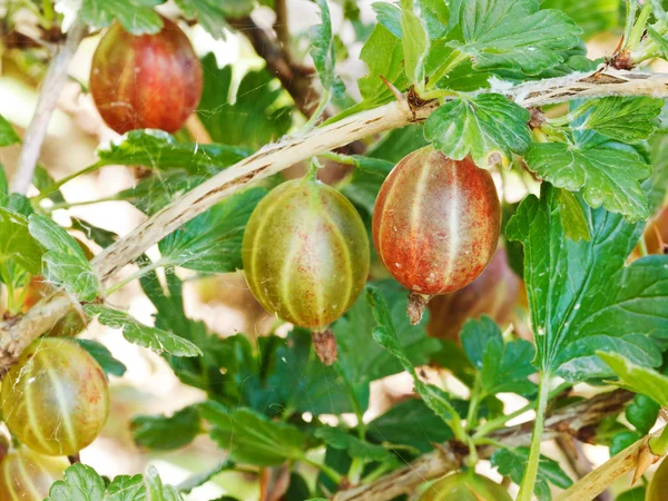 Agrest dojrzałe jagody z bliska na zielony krzew — Zdjęcie stockowe