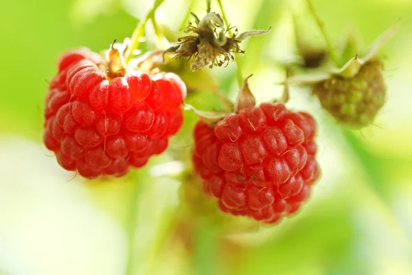 Dos frutos maduros de frambuesa roja de cerca —  Fotos de Stock