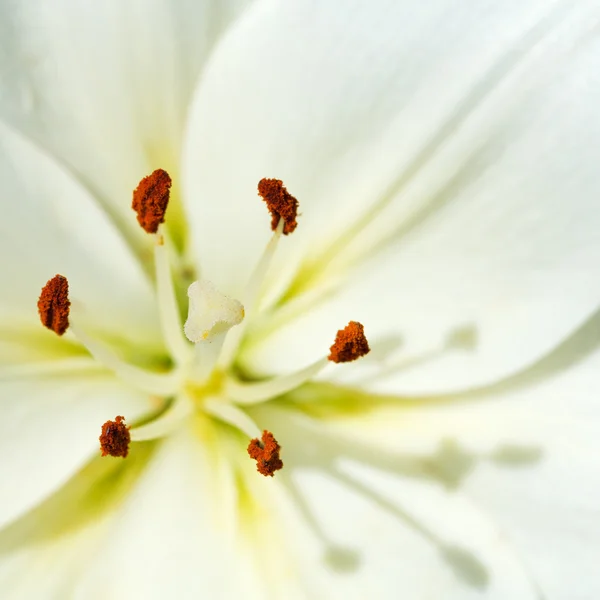 Stamen and pistil of white flower Lilium — Stock Photo, Image