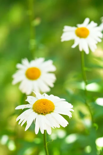 Ox-eye daisy flowers on green meadow — Stock Photo, Image