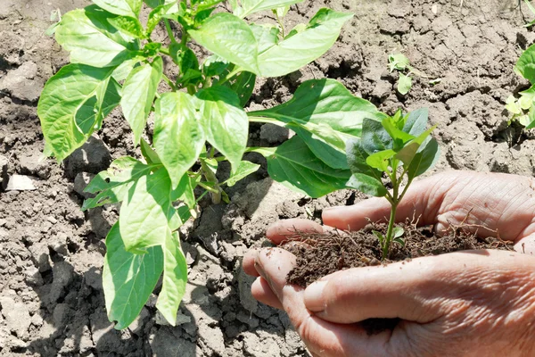 Green sprout in male hands — Stock Photo, Image