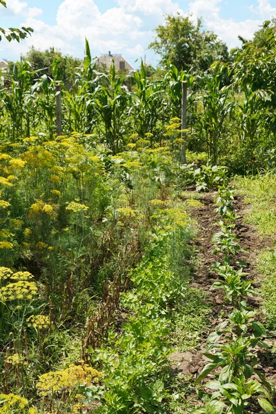 Country green garden on backyard — Stock Photo, Image