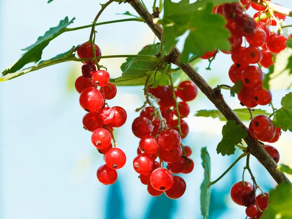 Dojrzałe czerwone jagody porzeczek zamknąć — Zdjęcie stockowe