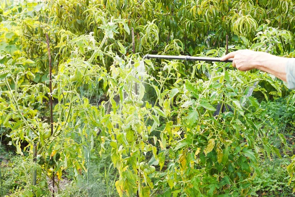 Pulvérisation de pesticides sur le jardin champêtre — Photo