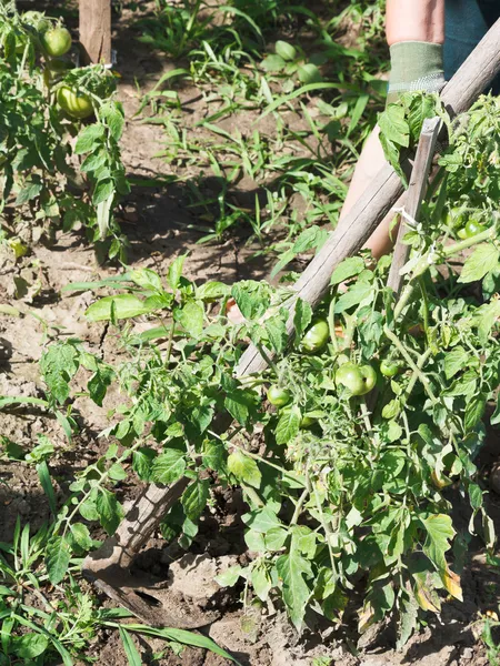 Bahçe toprağa çapa tarafından gevşeme — Stok fotoğraf