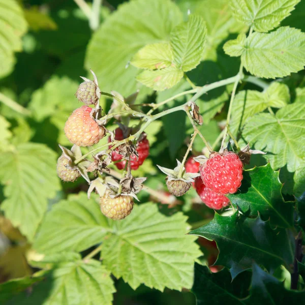 Rote Himbeere auf grünem Strauch im Garten — Stockfoto