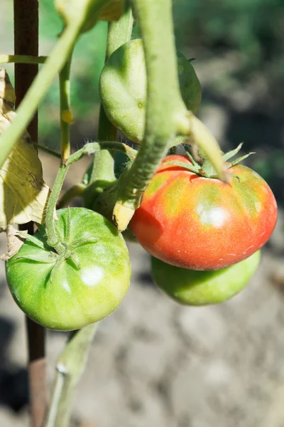 Few tomato on bush in garden — Stock Photo, Image