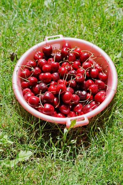 Bowl with ripe red cherries — Stock Photo, Image