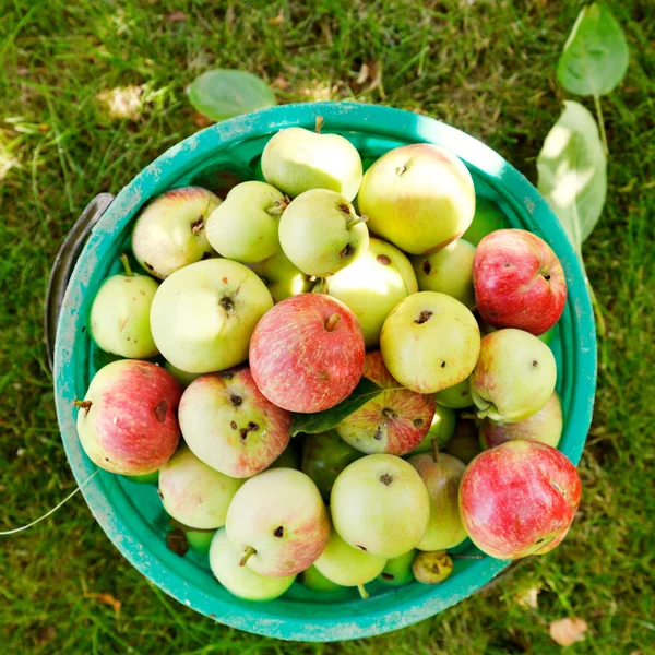 Eimer mit reifen Äpfeln im Obstgarten — Stockfoto