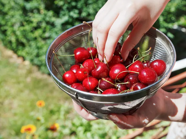 Woman eats ripe red sweet cherries — Stock Photo, Image