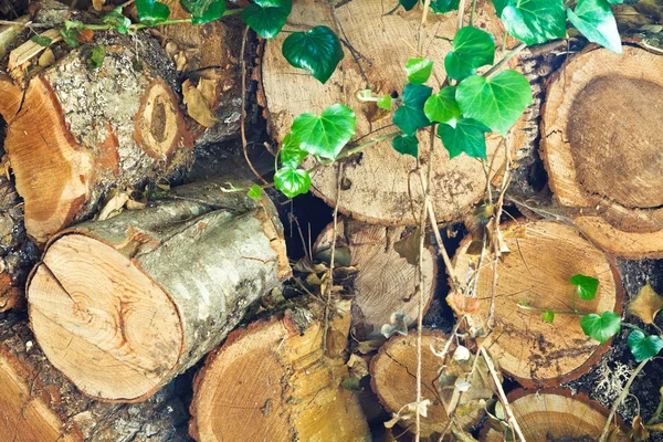 Pino vanhaa polttopuuta — kuvapankkivalokuva