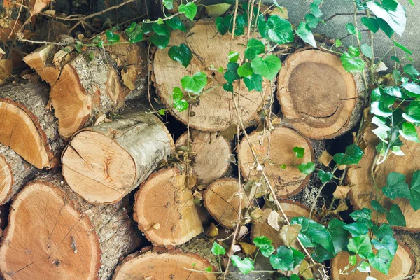 Oude eikenbossen overwoekerd stapel — Stockfoto