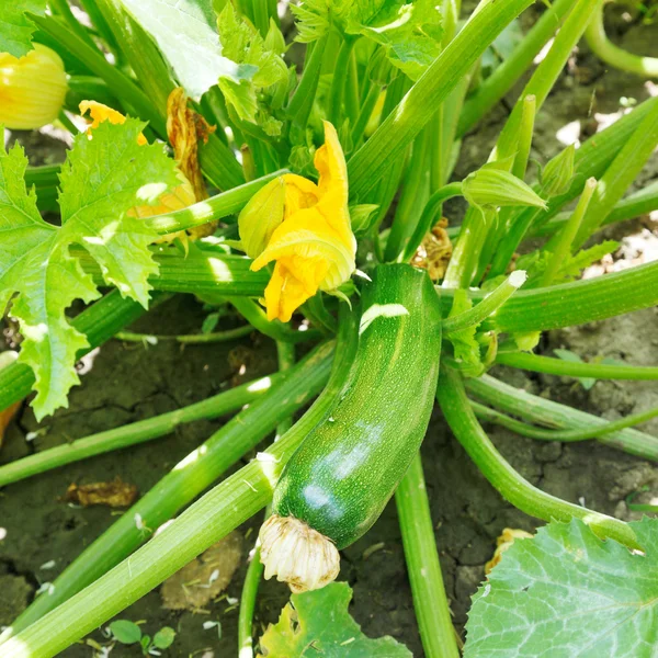 Groene courgette in tuin — Stockfoto