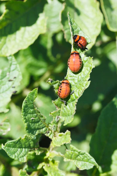 Few larva of colorado potato beetle — Stock Photo, Image