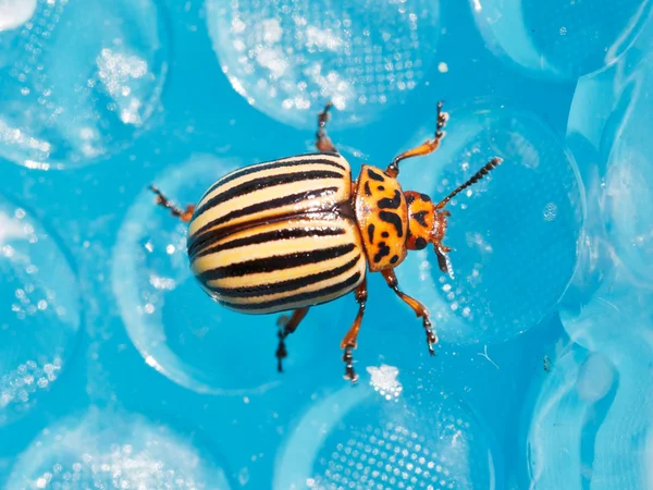 Colorado potato beetle close up — Stock Photo, Image