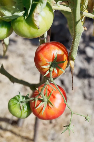 Green and red tomato on bush in garden — Stock Photo, Image