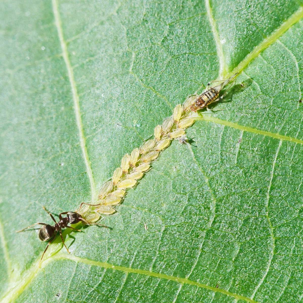 Ant tending aphids herd on leaf — Stock Photo, Image