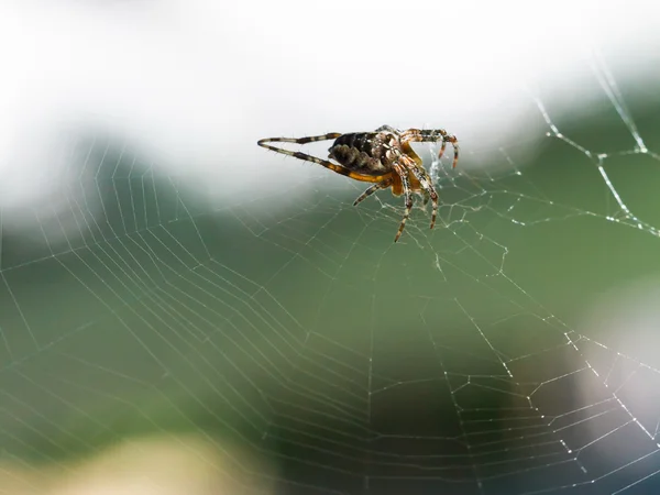 在户外的蛛网上女性欧洲花园蜘蛛 — 图库照片