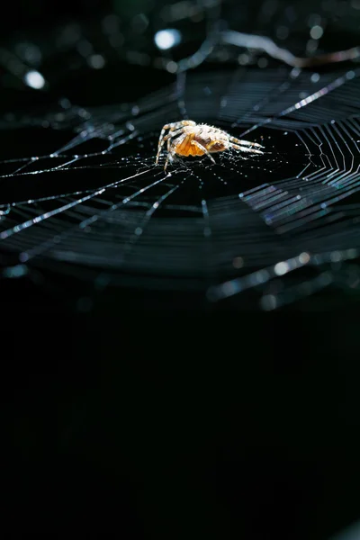 European garden spider on cobweb — 图库照片