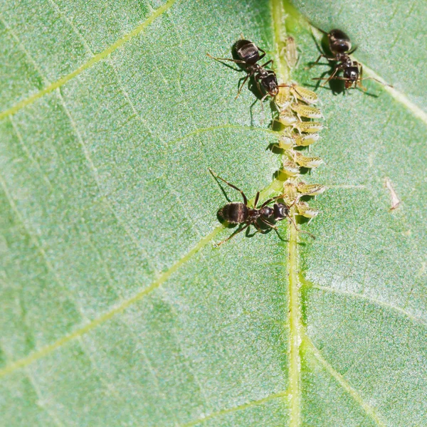 Три муравья, вынашивающие тлю на листьях — стоковое фото