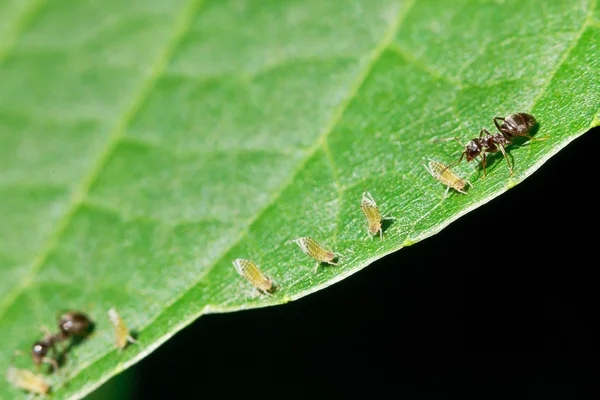 Two ants grazing few aphids on leaf — Stock Photo, Image