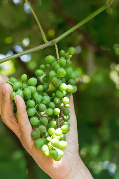 Мужская рука держит связку зеленого винограда — стоковое фото