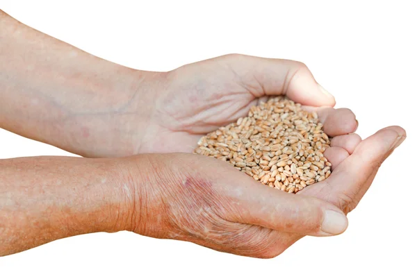 Male hands hold handful with wheat seeds — Stock Photo, Image