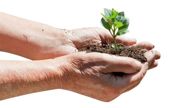 Old man handful with soil and green sprout — Stock Photo, Image